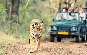  Rajaji National Park Jeep Safari Guide (Uttarakhand) 2025